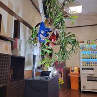 インテリアグリーン,大型観葉植物,流木アレンジ,観葉植物のある暮らし,観葉植物好きの画像