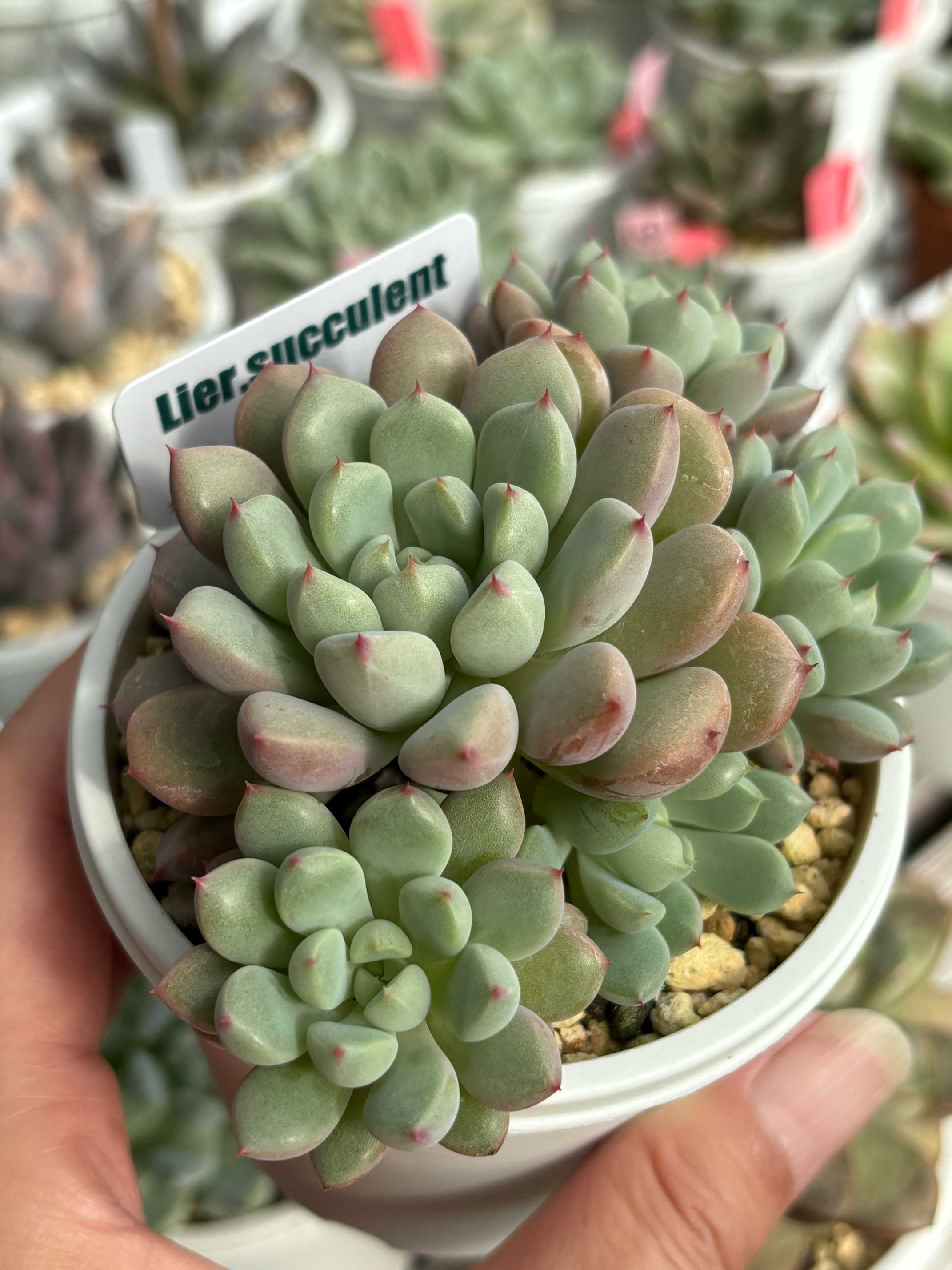 スノーピーチ｜🍀GreenSnap（グリーンスナップ）