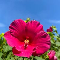 アカバナフヨウ,アカバナフヨウ,フヨウ,赤い花,落葉低木の画像