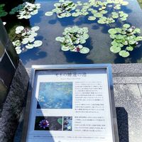 スイレン,モネの池,おでかけ先,繋がりに感謝,大原美術館の画像