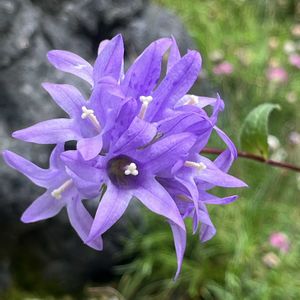 オオチダケサシ,植物園,温室,ケイビラン,カンパヌラ グロメラタの画像