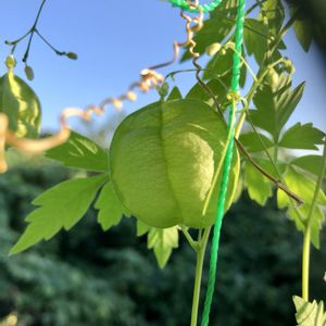 フウセンカズラ,フウセンカズラ,グリーンカーテン,グリーン,実のなる植物の画像