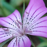 ムギセンノウ,ピンクの花,庭の画像