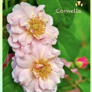 つるバラ コーネリア,マイガーデン,薔薇大好き,アプリコットピンク,ばら バラ 薔薇の画像