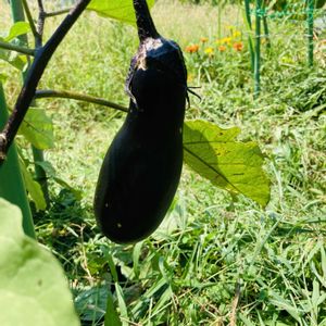 茄子,夏野菜,緑のある生活,植物男子,自然農の画像