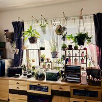 スパティフィラム,ビカクシダ リドレイ,エスキナンサス ラスタ,観葉植物,ドライフラワーの画像