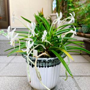 フウラン,風蘭,古典園芸植物,伝統園芸植物,山野草盆栽の画像