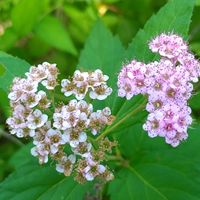 ベニバナ,シモツケ ,青空,花のある暮らし,お出かけ先の画像