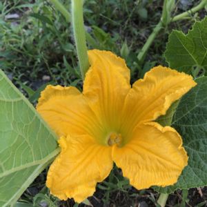 カボチャ,夏野菜,黄色の花の画像