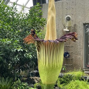 ショクダイオオコンニャク,植物園,温室の画像