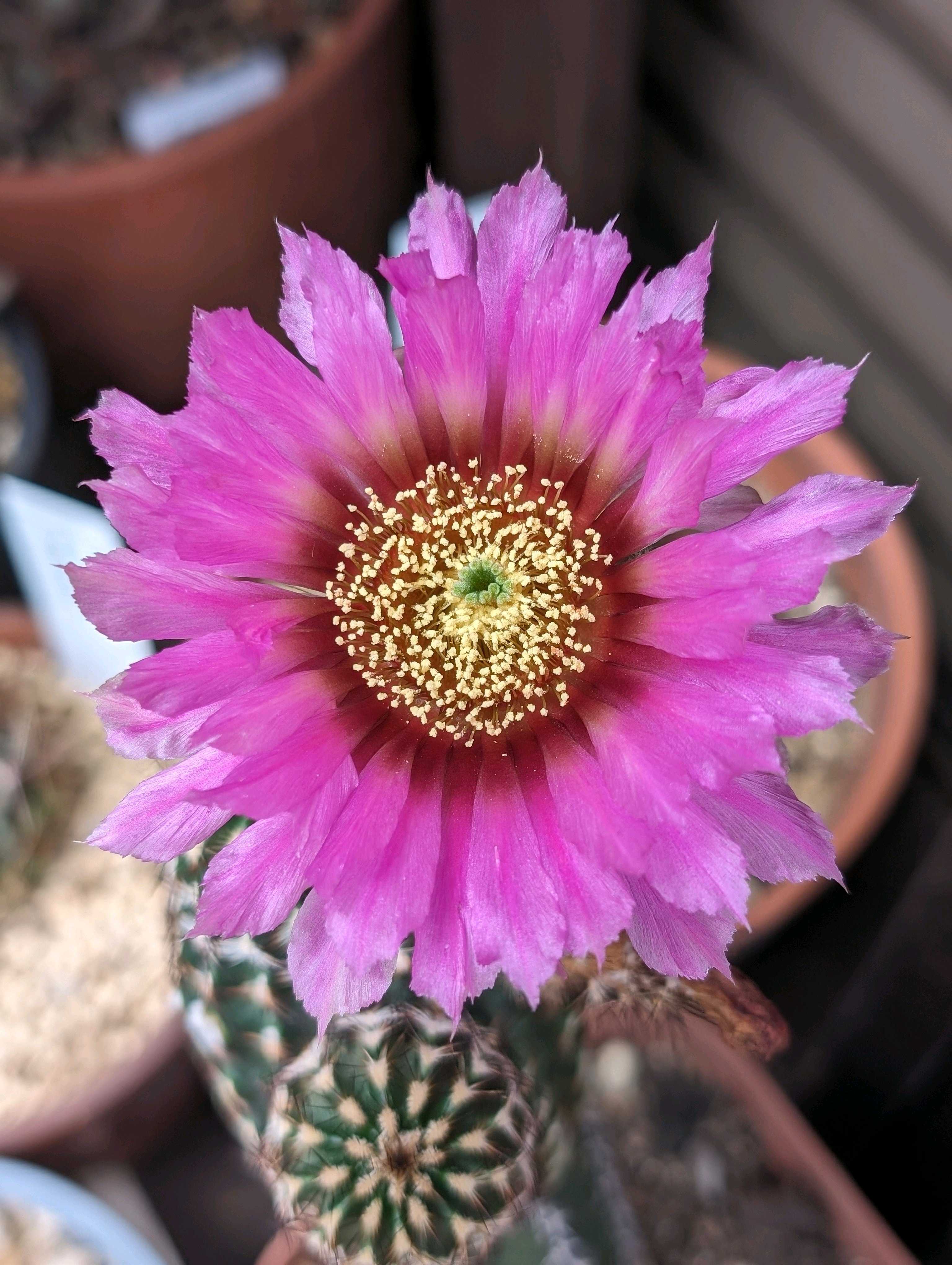 花サボテン】 おぼろ月 耐寒性 ◎ロビビア・エキノプシス・カマエセレウス◎ - 観葉植物