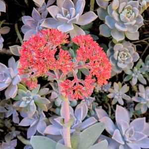 神刀,神刀の花,クラッスラ 神刀,ファルカータ,多肉植物の画像