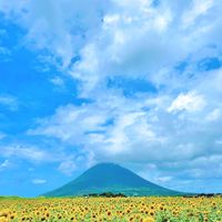 ヒマワリ,ひまわり畑,ひまわり,開聞岳(薩摩富士)♡,今日のお花の画像