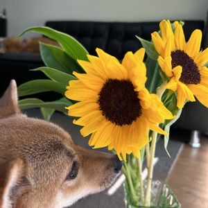 リビング,今日のお花♡,貰いたて花束の中のひまわりの画像