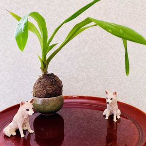 オンシジューム,オンシジューム アロハイワナガ,かとうゆみ,観葉植物,苔玉の画像