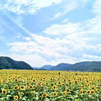 ヒマワリ,ひまわり,ビタミンカラー,そら,黄色の花の画像