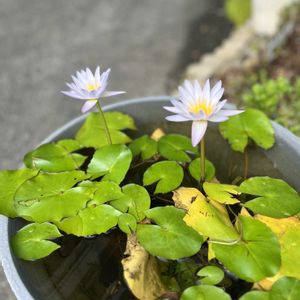 かわいい,花のある暮らし,自己流,勝手に育つ,自己責任の画像