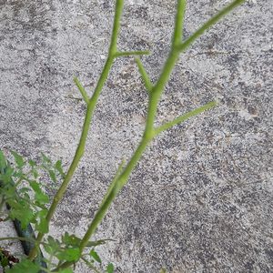 ミニトマト,プランター野菜,犯人は君だ！,毛虫,カタツムリの画像