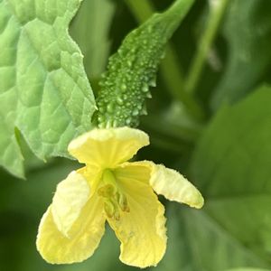 ゴーヤ,オモチャカボチャ,一年草,つる性,夏野菜の画像