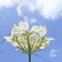 オルレア,お花,白い花,そら,誕生日の画像