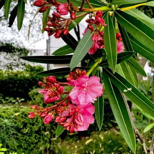 キョウチクトウ,キョウチクトウ科,植栽,帰化植物,今日のお花の画像