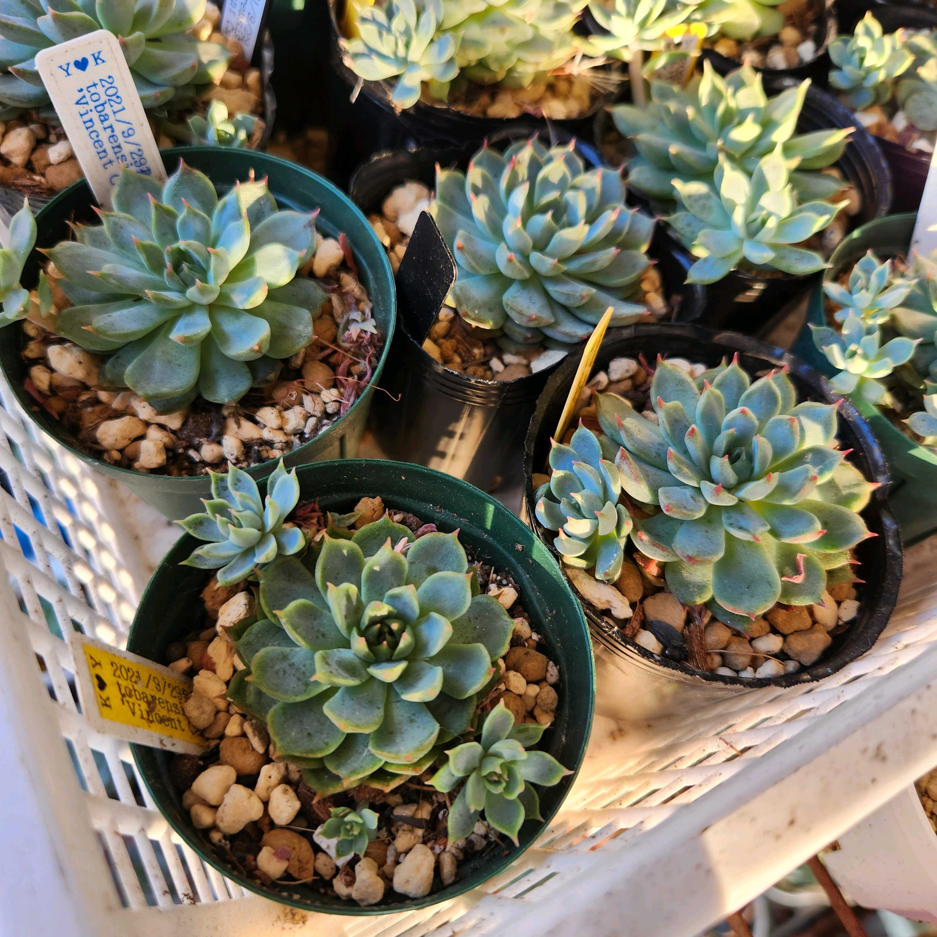 トバレンシス×ビンセントカトーの一覧｜🍀GreenSnap（グリーンスナップ）