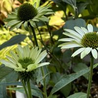 エキナセア グリーンジュエル,鉢植え,ガーデニング,花のある暮らし,癒し…♡の画像