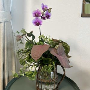 胡蝶蘭,花束,今日の一枚,全て根付きの植物,ブリコラージュフラワーの画像