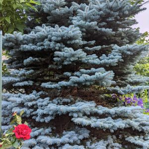 シンボルツリー,北海道,ばら バラ 薔薇,真っ赤な火曜日,庭の画像