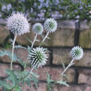 地植え,かわいいな♡,初開花,成長が楽しみ,お花好きの画像