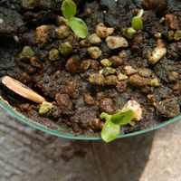 パパイア,Carica papaya,鉢植え,植物のある暮らし,バルコニストの画像