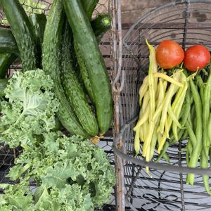 葡萄 ナイヤガラ,今日の収穫　夏野菜,葡萄 キャンベル アーリー,トマト　リコピンリッチ,葡萄　紅伊豆の画像