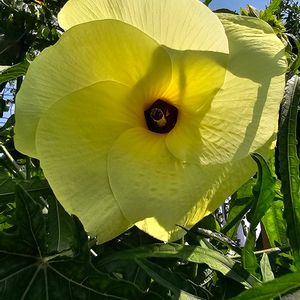 オクラ,野菜,エディブルフラワー,花オクラ,季節の花の画像