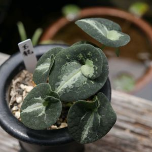 カンアオイ,観葉植物,鉢植え,ガーデニング,山野草の画像