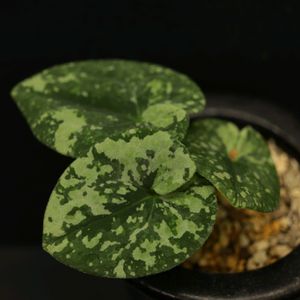 カンアオイ,和風,観葉植物,鉢植え,ガーデニングの画像