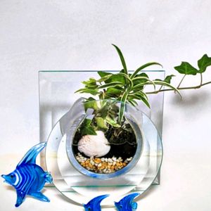 苔テラリウム,花のある暮らし,季節を楽しむ,リビング・ダイニングの画像