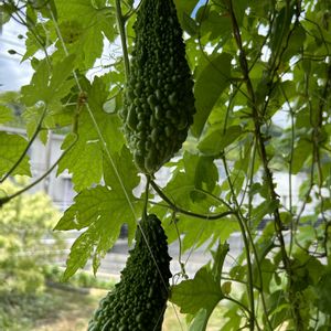 ゴーヤ,グリーンカーテン,夏はこれ,家庭菜園の画像