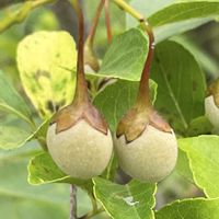 エゴノキ,花壇,ガーデニング,庭木,山野草の画像