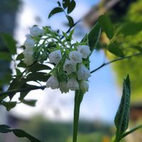 ガウラ(白蝶草),八重咲きカリブラコア,ヒレハリソウ,ルリマツリの白,お花は癒しの画像