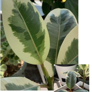 ゴムの木,フィカスティネケ,多肉植物,観葉植物,塊根植物の画像