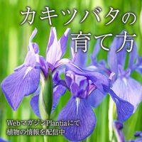 カキツバタ,ガーデニング,花のある暮らし,緑のある暮らし,植物のある暮らしの画像