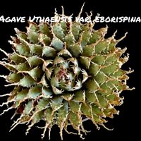 陽炎,Agave utahensis var. eborispina,Kinguro Moon Crater,カクタス広瀬,Usagi.c.lの画像