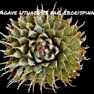 陽炎,Agave utahensis var. eborispina,Kinguro Moon Crater,カクタス広瀬,Usagi.c.lの画像