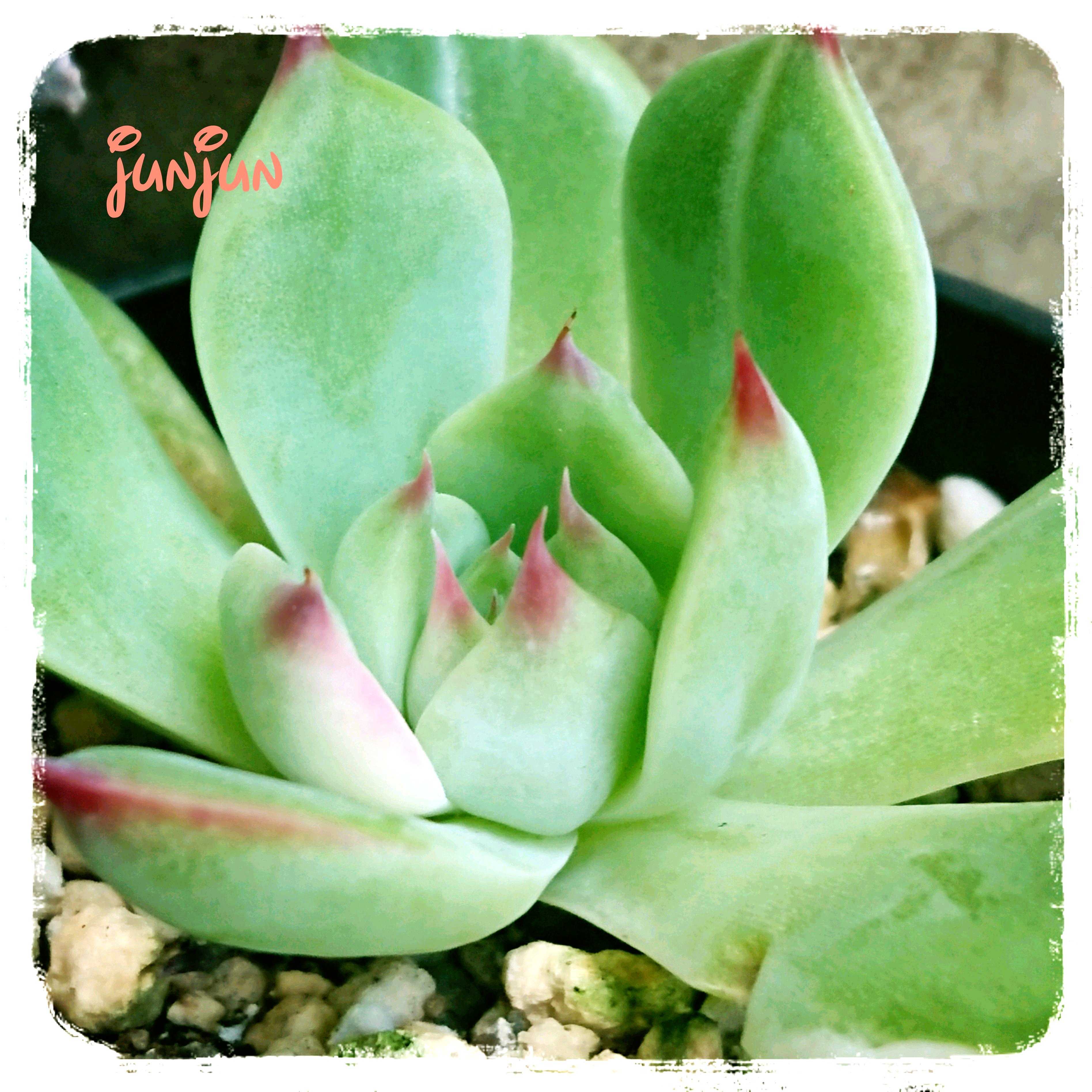 チワワエンシス錦の一覧｜🍀GreenSnap（グリーンスナップ）