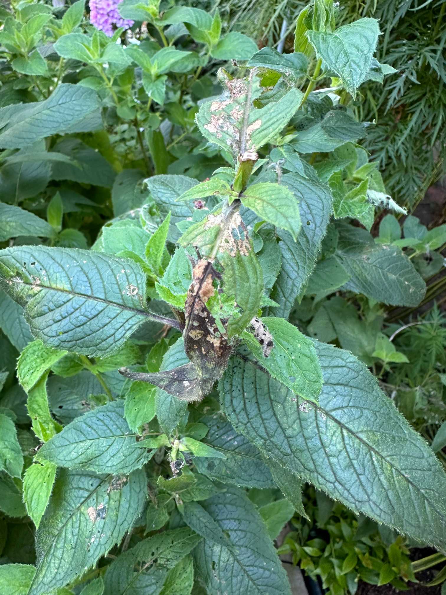 夏のお手入れ始めました（2024年8月の作業）｜🍀GreenSnap