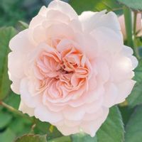 プチダリア,プチダリア・ハミングブロンズ・エタニティ,フェリシア,薔薇♪,癒される♡の画像