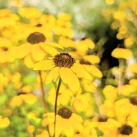 ルドベキア,ルドベキア タカオ,お花,ビタミンカラー,黄色の花の画像