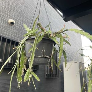 リプサリス,レピスミウム クルシフォルメ,多肉植物,ハンキング,観葉植物の画像