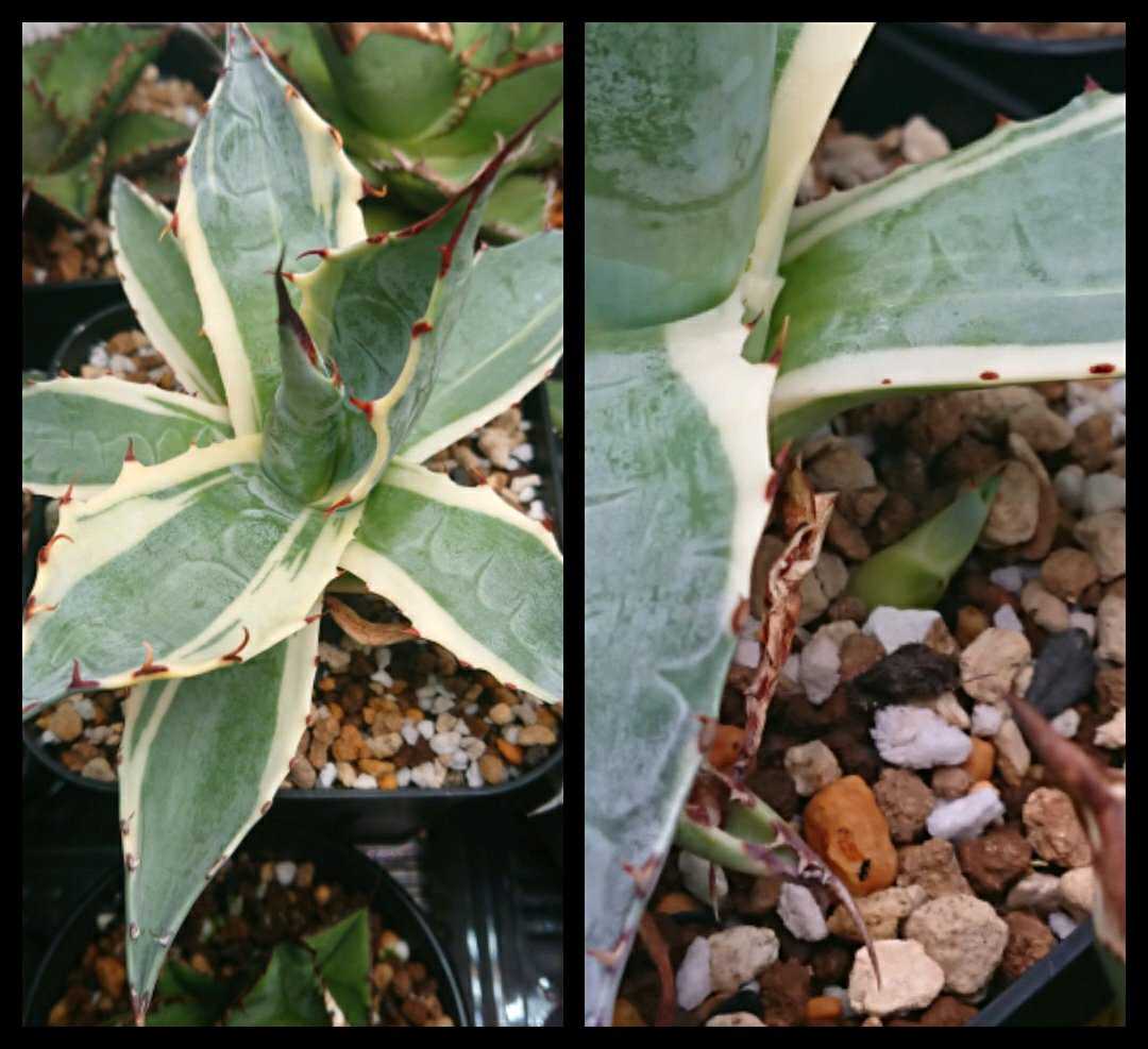 パラサナ インプレッショニストの一覧｜🍀GreenSnap（グリーンスナップ）