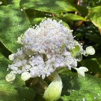 タマアジサイ,タマアジサイ,山野草,アジサイ科,日本固有種の画像